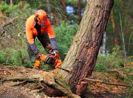 Best Tree and Shrub Care  in North Druid Hills, GA