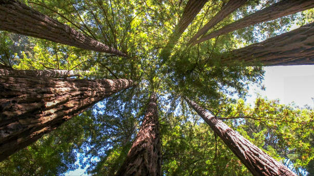 How Our Tree Care Process Works  in  North Druid Hills, GA