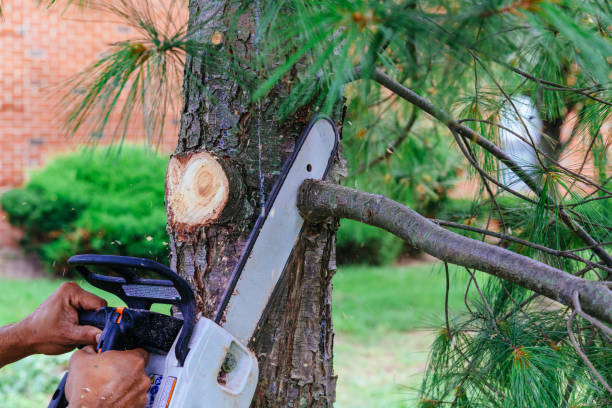 Best Organic Lawn Care Solutions  in North Druid Hills, GA